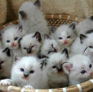 Meet your Posher, Carson